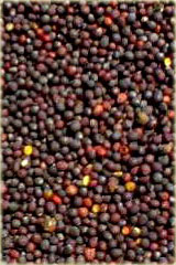 Rzepik ozimy Brachima 0,5 kg Roens