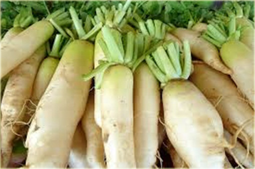 Rzodkiewka biała duża smaczna bez GMO Sweet White