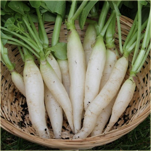 Rzodkiewka biała duża smaczna bez GMO Sweet White