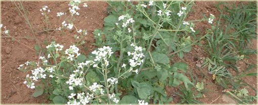 Rzodkiewka biała duża smaczna bez GMO Sweet White