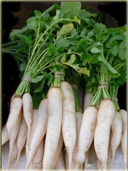 Rzodkiewka biała duża smaczna bez GMO Sweet White