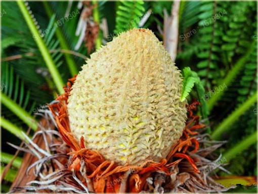 Sagowiec odwinięty palma