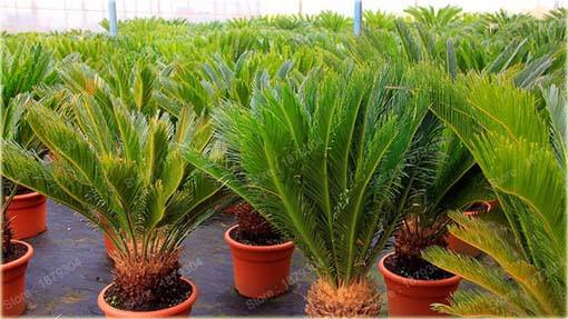 Sagowiec odwinięty palma