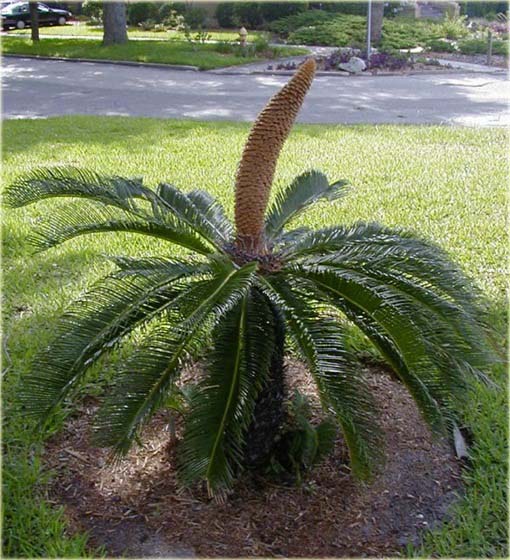 Sagowiec odwinięty palma