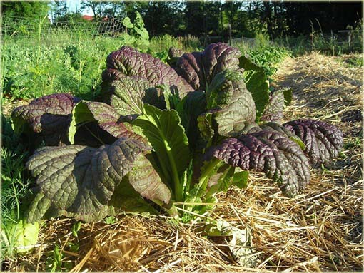 Sałata olbrzymia musztardowa bordowa jadalna