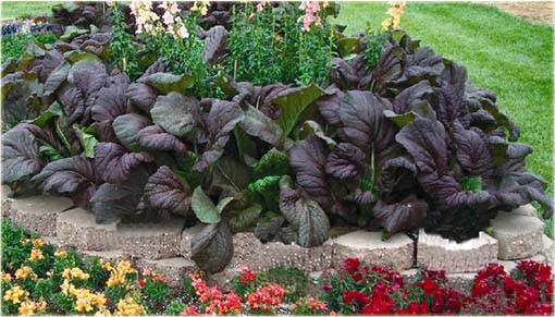 Sałata olbrzymia musztardowa bordowa jadalna