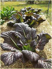 Sałata olbrzymia musztardowa bordowa jadalna