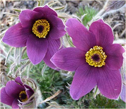 Sasanka zwyczajna fioletowa Anemone Pulsatilla violet