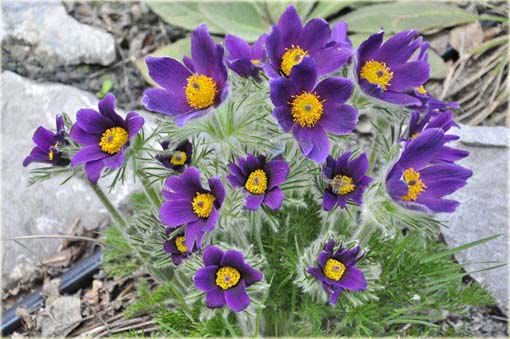 Sasanka zwyczajna fioletowa Anemone Pulsatilla violet