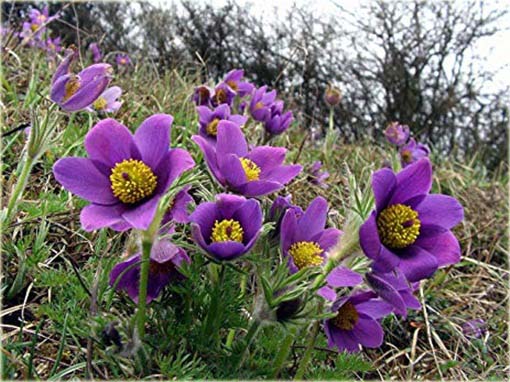 Sasanka zwyczajna fioletowa Anemone Pulsatilla violet