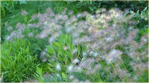 Sasanka zwyczajna fioletowa Anemone Pulsatilla violet