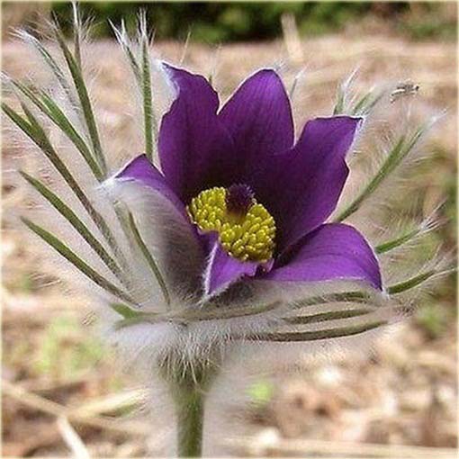 Sasanka zwyczajna fioletowa Anemone Pulsatilla violet
