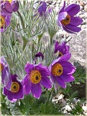 Sasanka zwyczajna fioletowa Anemone Pulsatilla violet
