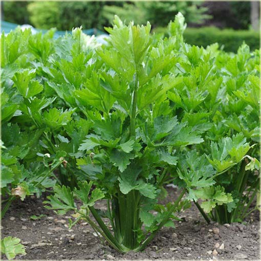 Seler mini do zupy jadalny