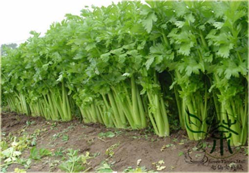 Seler mini do zupy jadalny