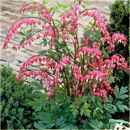 Serduszka okazała różowa, ładniczka okazała, biskupie serce