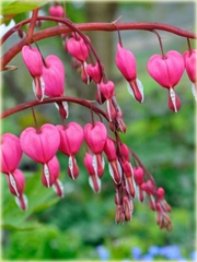 Serduszka okazała różowa, ładniczka okazała, biskupie serce
