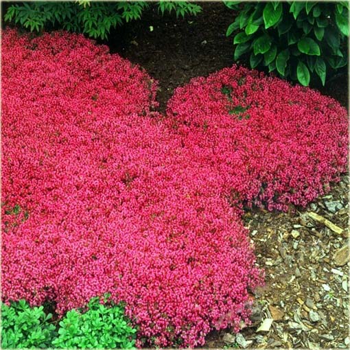 Skalna rzeżucha macierzanka zwisająca czerwona Thymus ROCK CRESS red