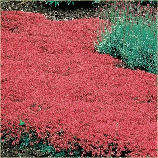 Skalna rzeżucha macierzanka zwisająca czerwona Thymus ROCK CRESS red