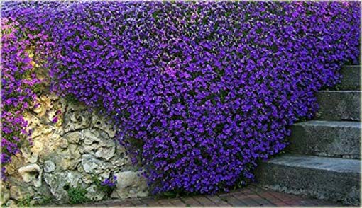 Skalna rzeżucha macierzanka zwisająca fioletowa Thymus ROCK CRESS violet