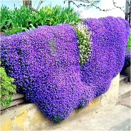 Skalna rzeżucha macierzanka zwisająca fioletowa Thymus ROCK CRESS violet