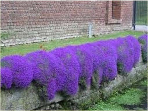 Skalna rzeżucha macierzanka zwisająca fioletowa Thymus ROCK CRESS violet