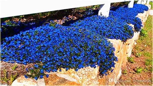 Skalna rzeżucha macierzanka zwisająca niebieska Thymus ROCK CRESS blue