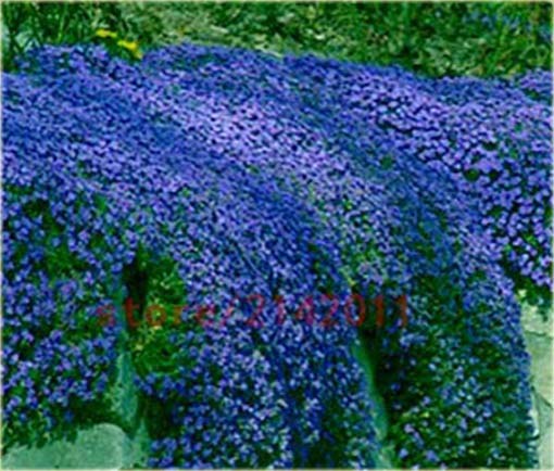 Skalna rzeżucha macierzanka zwisająca niebieska Thymus ROCK CRESS blue