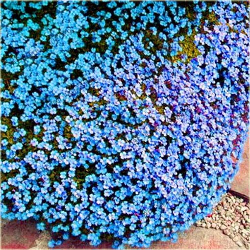 Skalna rzeżucha macierzanka zwisająca niebieska Thymus ROCK CRESS blue