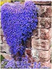 Skalna rzeżucha macierzanka zwisająca niebieska Thymus ROCK CRESS blue
