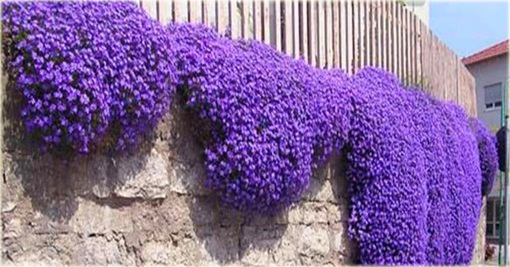 Skalna rzeżucha, macierzanka zwisająca Thymus serpyllum