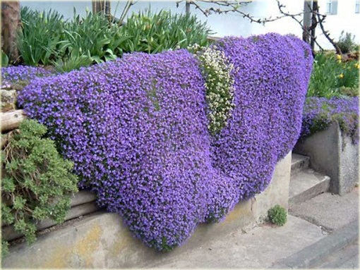 Skalna rzeżucha, macierzanka zwisająca Thymus serpyllum