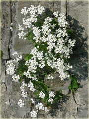 Skalna rzeżucha, macierzanka zwisająca Thymus serpyllum
