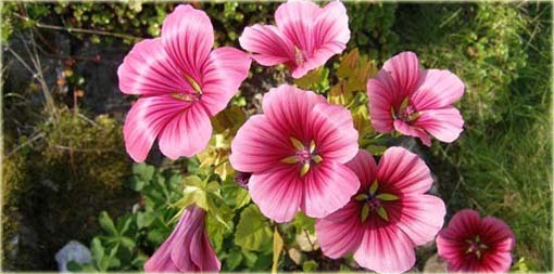 Ślęzawa trójwrębna