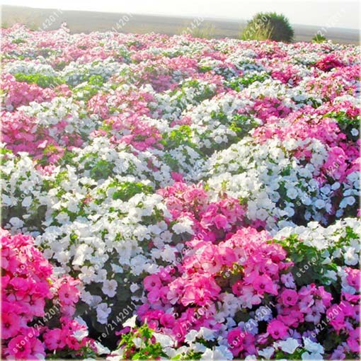 Ślęzawa trójwrębna