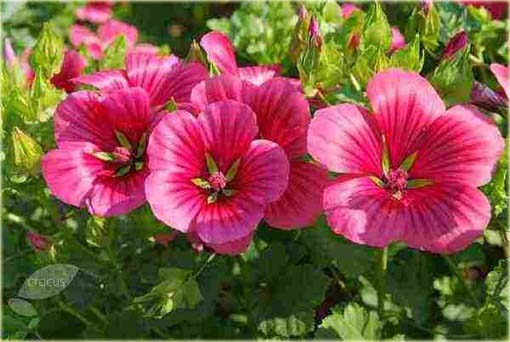 Ślęzawa trójwrębna