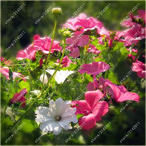 Ślęzawa trójwrębna