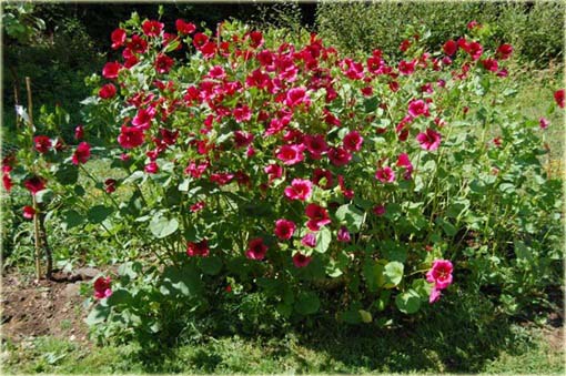 Ślęzawa trójwrębna