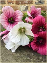 Ślęzawa trójwrębna
