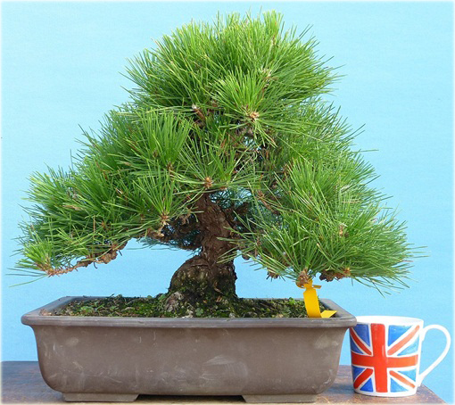 Sosna czarna, sosna austriacka, na bonsai