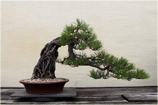 Sosna czarna, sosna austriacka, na bonsai