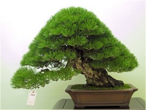 Sosna czarna, sosna austriacka, na bonsai