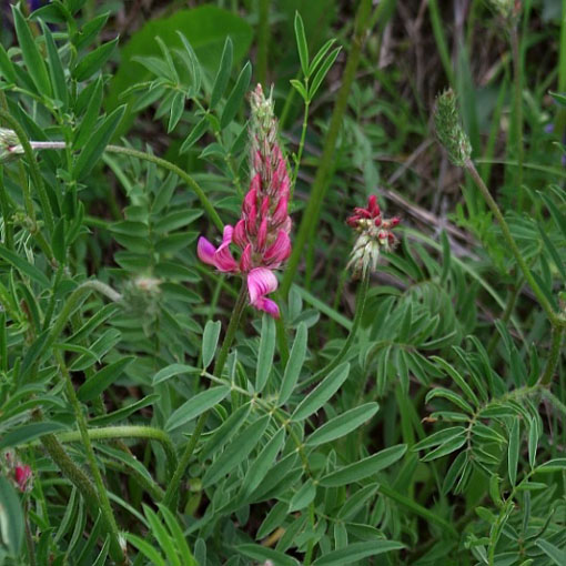 Sparceta siewna różowa Esparceta, Onobrychisviciifolia, esparceta