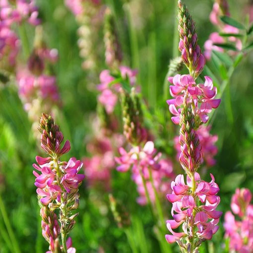 Sparceta siewna różowa Esparceta, Onobrychisviciifolia, esparceta