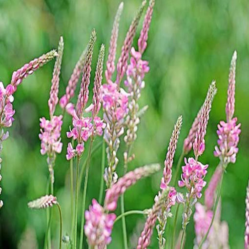 Sparceta siewna różowa Esparceta, Onobrychisviciifolia, esparceta