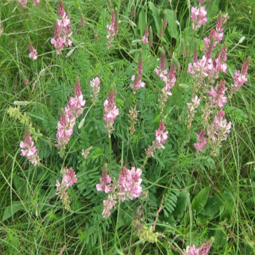 Sparceta siewna różowa Esparceta, Onobrychisviciifolia, esparceta