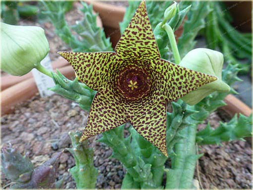 Stapelia pulchella kaktus