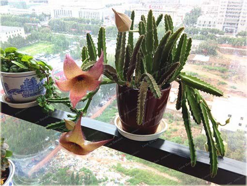 Stapelia pulchella kaktus