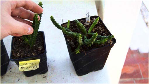 Stapelia pulchella kaktus