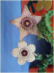 Stapelia pulchella kaktus